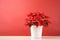 Traditional Christmas flowers poinsettia growing in pot on wooden table against red background