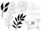 Traditional Christmas outline drawing illustrations of holly, mistletoe, Christmas tree, rose, bloom,blossom,foliage Christmas