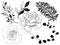 Traditional Christmas outline drawing illustrations of holly, mistletoe, Christmas tree, rose, bloom,blossom,foliage Christmas