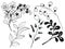 Traditional Christmas outline drawing illustrations of holly, mistletoe, Christmas tree, rose, bloom,blossom,foliage Christmas
