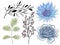 Traditional Christmas outline drawing illustrations of holly, mistletoe, Christmas tree, rose, bloom,blossom,foliage Christmas