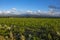 Traditional countryside and landscapes of beautiful Tuscany. Vineyards in Italy. Vineyards of Tuscany, Chianti wine region of Ital