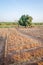 Traditional crop growing on a small rural farm of the Tata Somba tribe in Benin, Africa