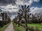 Traditional cut poplars road in Ribe, Esbjerg Denmark