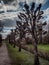 Traditional cut poplars road in Ribe, Esbjerg Denmark