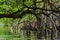 Traditional and dense tropical mangrove vegetation