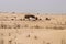 Traditional desert nomad straw dwelling with goats nearby.