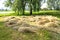 Traditional drying of mown grass, hay in a meadow under a tree. Autumn haymaking. Preparation of hay before collecting