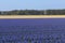 Traditional Dutch Hyacinth field with purple flowers and a windmill in the background