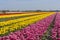 Traditional Dutch tulip field with rows of pink, red and yellow flowers and church towers in the