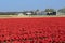 Traditional Dutch tulip field with rows of red flowers and greenhouses in the background