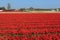 Traditional Dutch tulip field with rows of red and white flowers and houses in the background