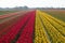 Traditional Dutch tulip field with rows of red and yellow flowers and church houses in the