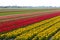 Traditional Dutch tulip field with rows of red and yellow flowers and church towers in the