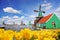 Traditional Dutch windmill with tulips in Zaanse Schans, Amsterdam area, Holland