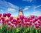 Traditional Dutch windmills from the canal in Rotterdam, deep sky astrophoto. Rows of red tulips in Holland