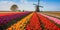 Traditional Dutch windmills with fields of tulips