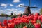 Traditional Dutch windmills and tulips in Zaanse Schans, Netherlands, Landscape with tulips in Zaanse Schans, Netherlands, Europe