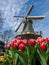 Traditional Dutch windmills with vibrant tulips