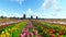 Traditional Dutch windmills with vibrant tulips in the foreground over blue sky