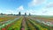 Traditional Dutch windmills with vibrant tulips in the foreground over blue sky, tilt