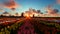 Traditional Dutch windmills with vibrant tulips in the foreground, timelapse sunrise