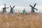 Traditional Dutch windmills and wetland dry reed seed heads waving on wind