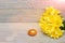 Traditional easter golden eggs, spring yellow narcissus flower