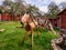 Traditional ecological and ethnic recreation. Garden with a horse made of wood