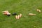 Traditional english skittles lying on grass