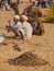 Traditional Fair in Pushkar. Camels for sale lay on the sand