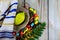 Traditional fair of ritual plants on the eve of Sukkot. Religious Jews choose etrog fruit