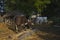 Traditional farm in Terai, Nepal