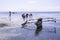 Traditional fishing boat on the coast of Zanzibar island in Tanzania. African woman picking seaweed in the back. Landscape view.