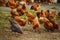 Traditional free range poultry farming