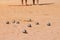 Traditional french game. There are metal balls for playing pitong on the beach. A heavy ball falls into the sand