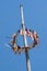 Traditional german maypole against blue sky