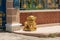 traditional golden Chinese lion stands beside the gates on the street