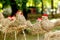 Traditional handmade hay chickens