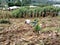 Traditional harvest in West region Cameroon.