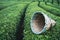 Traditional harvesting wicker conical basket on rows of Turkish black tea plantations in Cayeli area Rize province