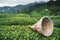 Traditional harvesting wicker conical basket on rows of Turkish black tea plantations in Cayeli area Rize province