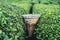 Traditional harvesting wicker conical basket on rows of Turkish black tea plantations in Cayeli area Rize province