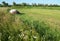 Traditional hay stacks, typical rural scene Hay Stacks in the Field