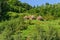 Traditional haystacks, green hills and green forest