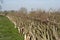 Traditional hedge laying in England