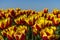 Traditional holland tulps with yellow and red bright vibrant light and color. perfectly blue sky and composition. Pure colors red