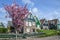 Traditional holland wooden houses and cherry blossoms tree with pink flower in Marken, Netherlands