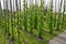 Traditional hop garden