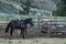 The traditional horse of the Mongolian nomad stands next to a wooden pen